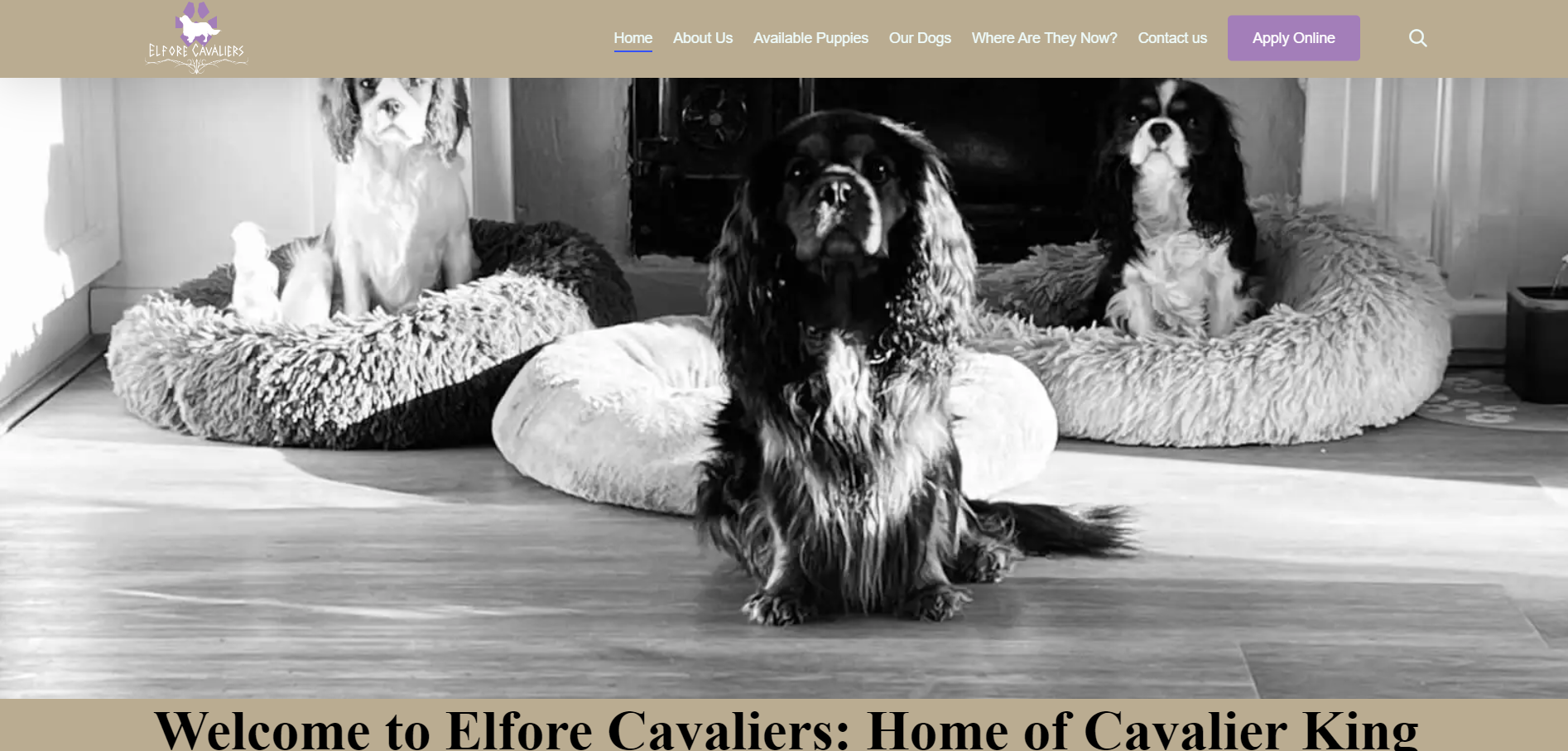 The front page of the Elfore Cavaliers website is a meticulously crafted digital entryway, designed to instantly captivate visitors with the charm and elegance of the Cavalier King Charles Spaniel breed. This page is the product of sophisticated web design techniques that blend aesthetic appeal with user-friendly navigation, creating an inviting experience for potential dog owners and enthusiasts alike. Upon landing on the Elfore Cavaliers front page, visitors are greeted by a visually stunning slideshow featuring high-quality images of the Cavaliers in various serene settings, highlighting their gentle nature and regal demeanor. These images are strategically paired with engaging, concise text that introduces the breed's history, characteristics, and the unique aspects of Elfore Cavaliers' breeding program. The design prioritizes ease of use, with a clear, intuitive menu that guides visitors to learn more about the breed, view available puppies, and read testimonials from satisfied owners. Special attention is given to SEO optimization, ensuring that those seeking a reputable Cavalier King Charles Spaniel breeder can easily find Elfore Cavaliers online. Interactive elements, such as a blog section featuring care tips, breed information, and updates from the Elfore community, are seamlessly integrated, encouraging visitors to engage with the content and connect with the breeder on a deeper level. The front page also includes prominent calls-to-action, inviting visitors to inquire about puppies or schedule a visit, making the first step towards ownership as straightforward as possible. In designing the Elfore Cavaliers front page, the goal was to mirror the breed's exquisite beauty and friendly disposition through the use of modern web design techniques. The result is a front page that not only serves as a comprehensive resource for prospective dog owners but also showcases the web designer's ability to create an SEO-optimized, visually appealing, and user-centric online presence.